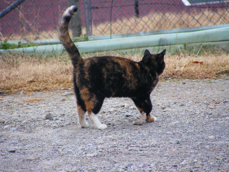 calico cat walking on gravel