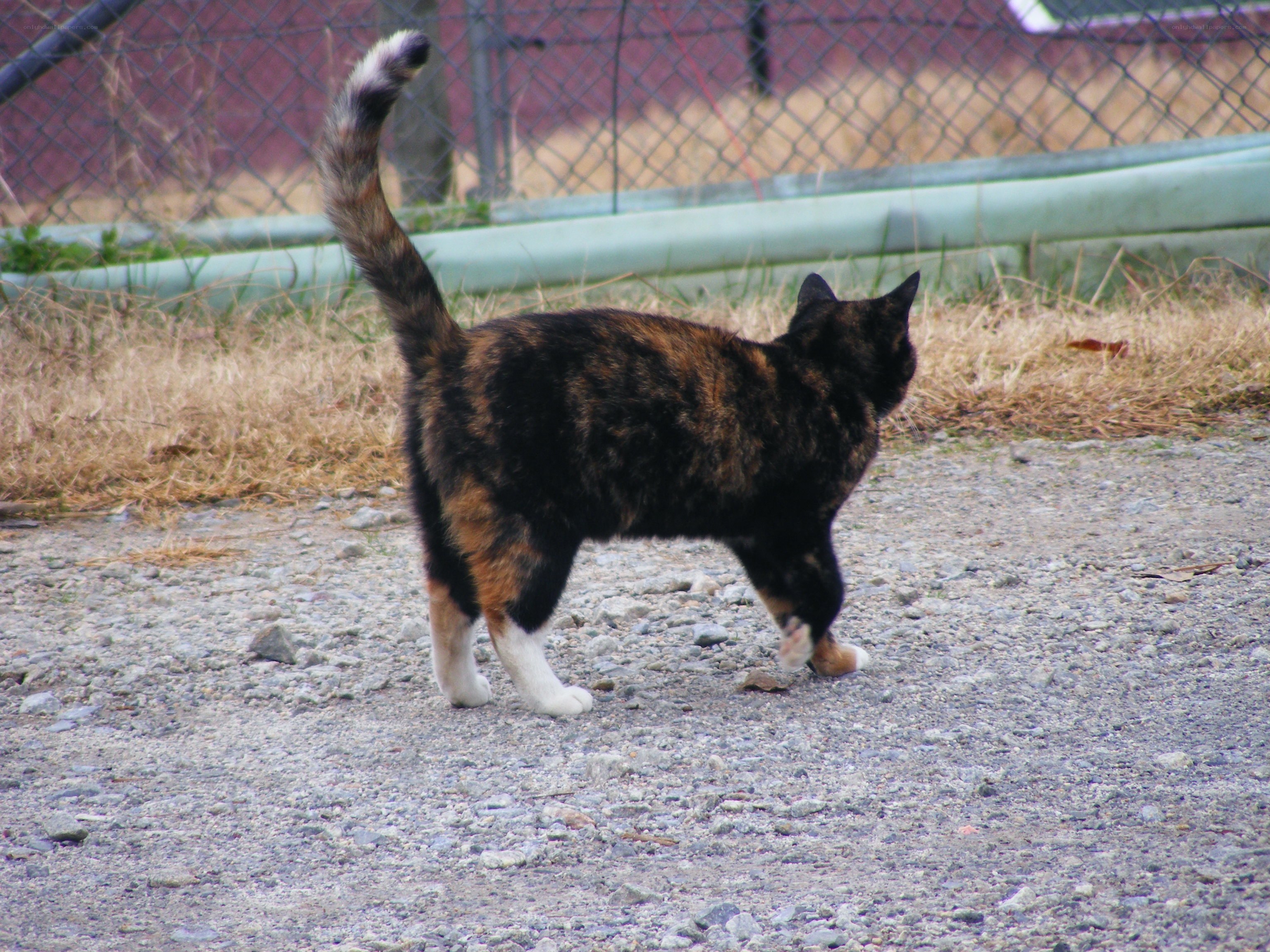 calico cat walking on gravel