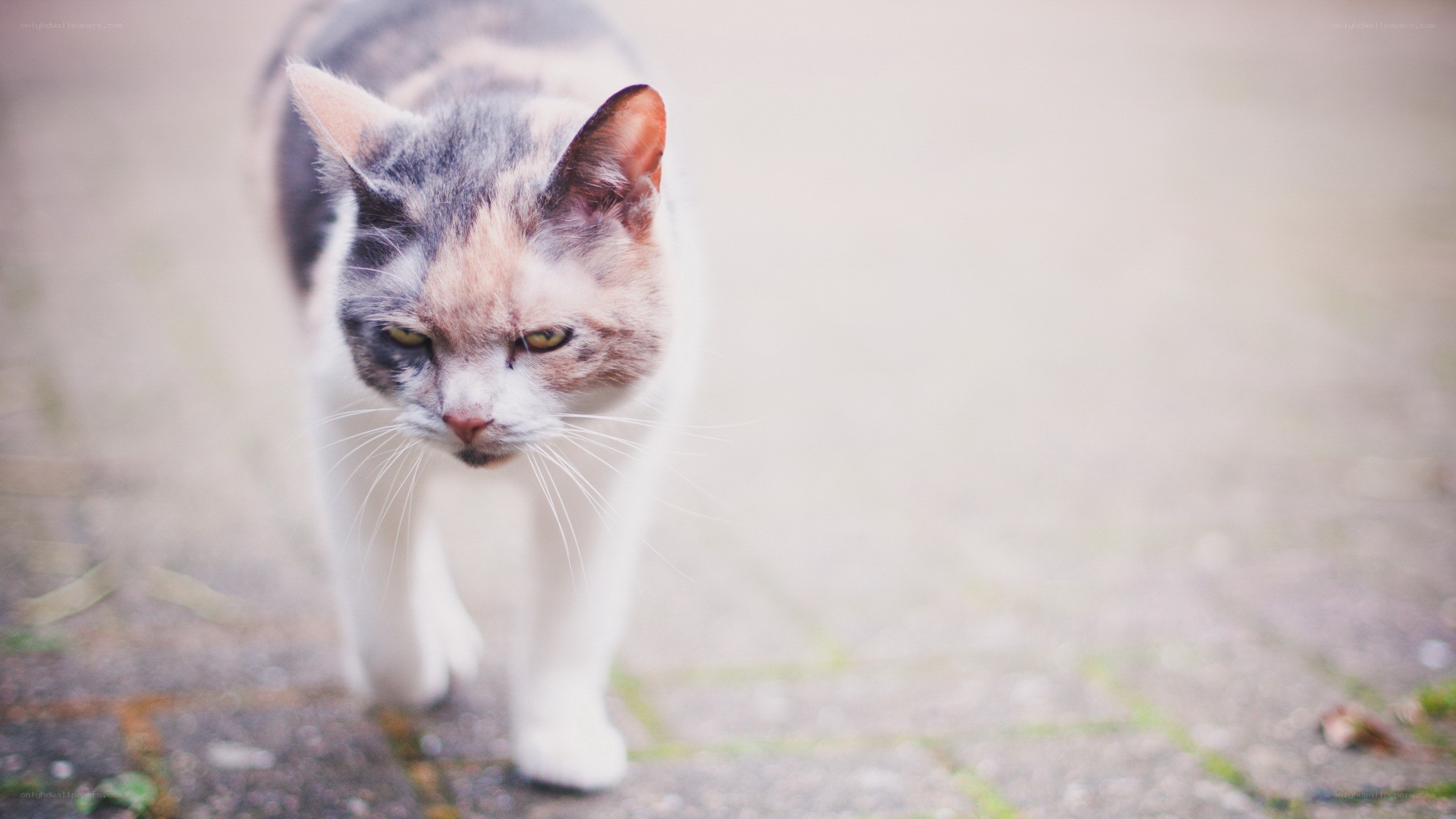 calico cat walking on pavement