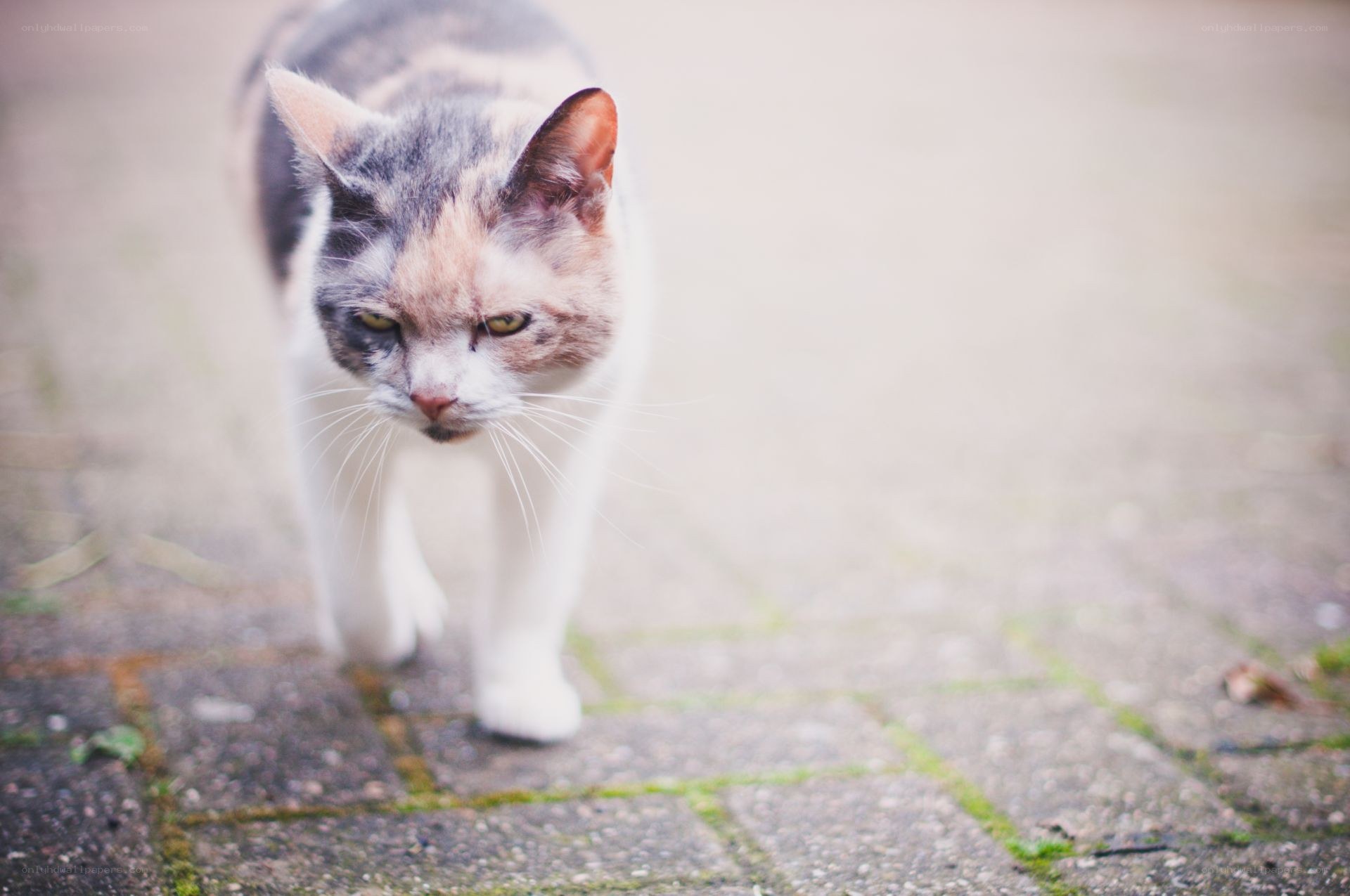 calico cat walking on pavement