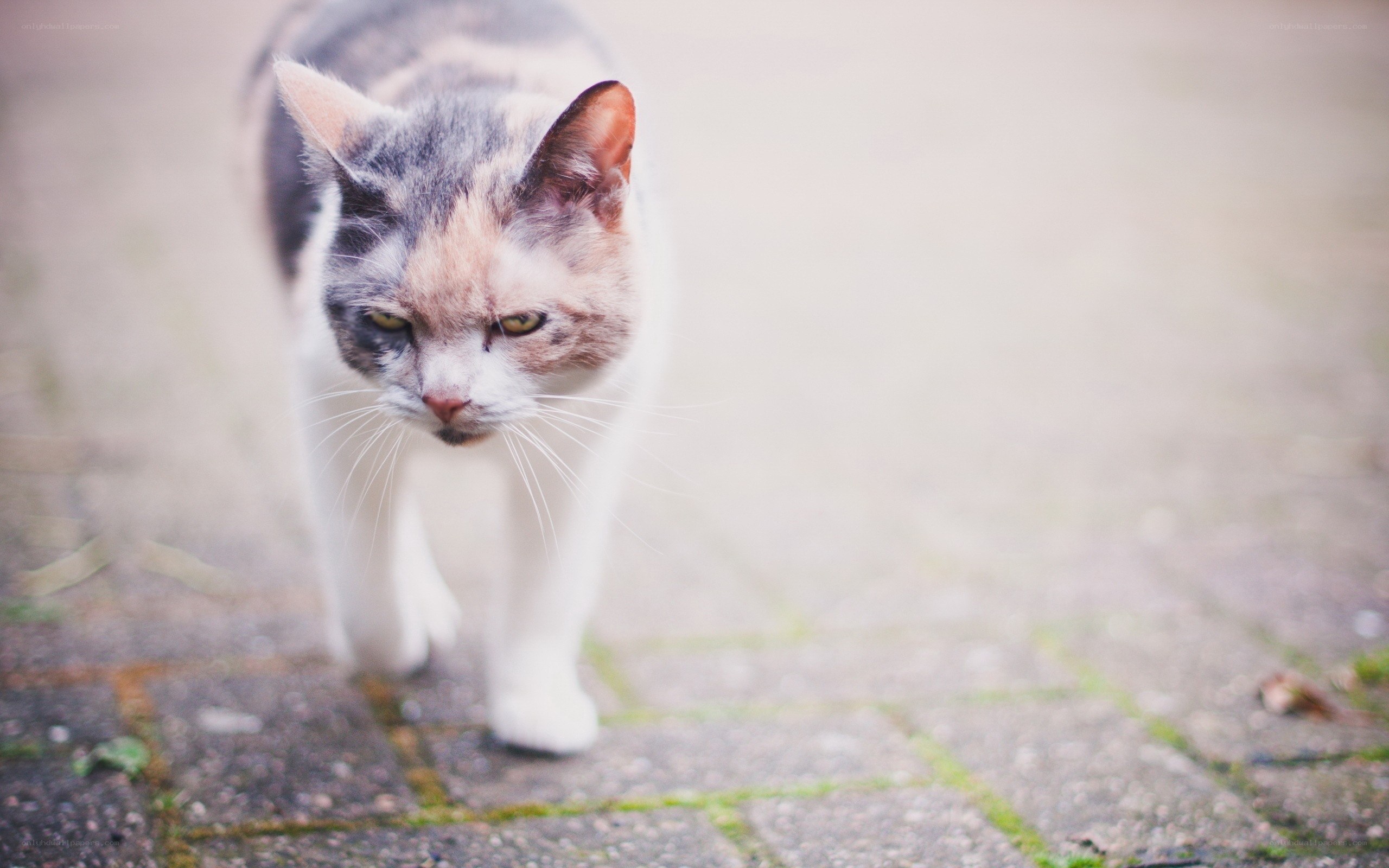 calico cat walking on pavement