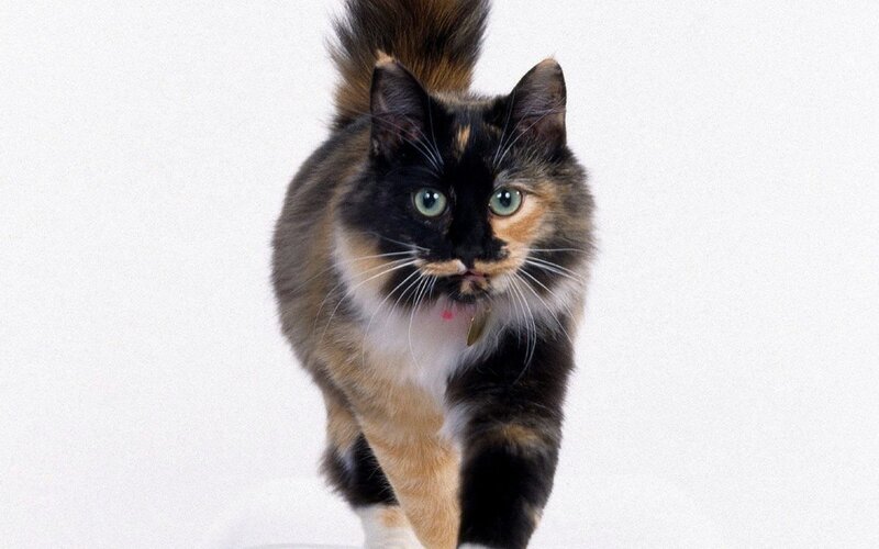 Calico Cat Walking