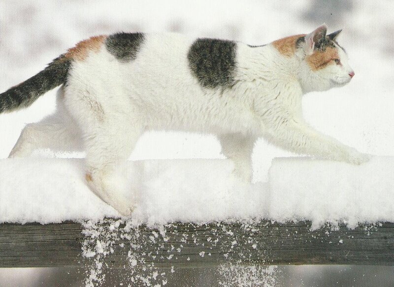 Calico Cat Walking — White, Calm