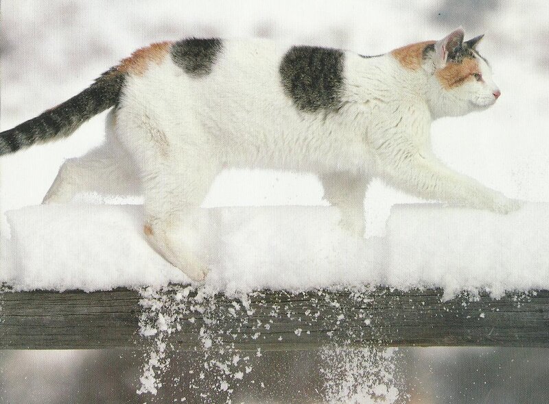 Calico Cat Walking — White, Calm, Winter