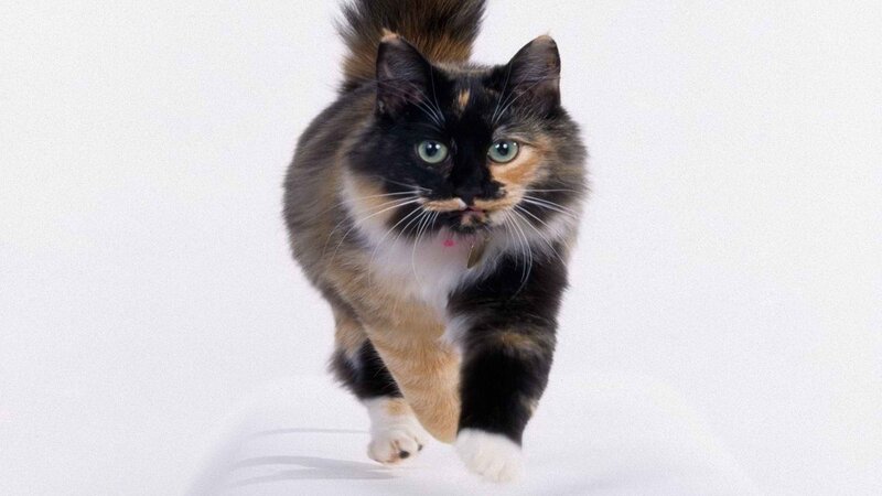 Calico Cat Walking — White, Neutral, Photograph