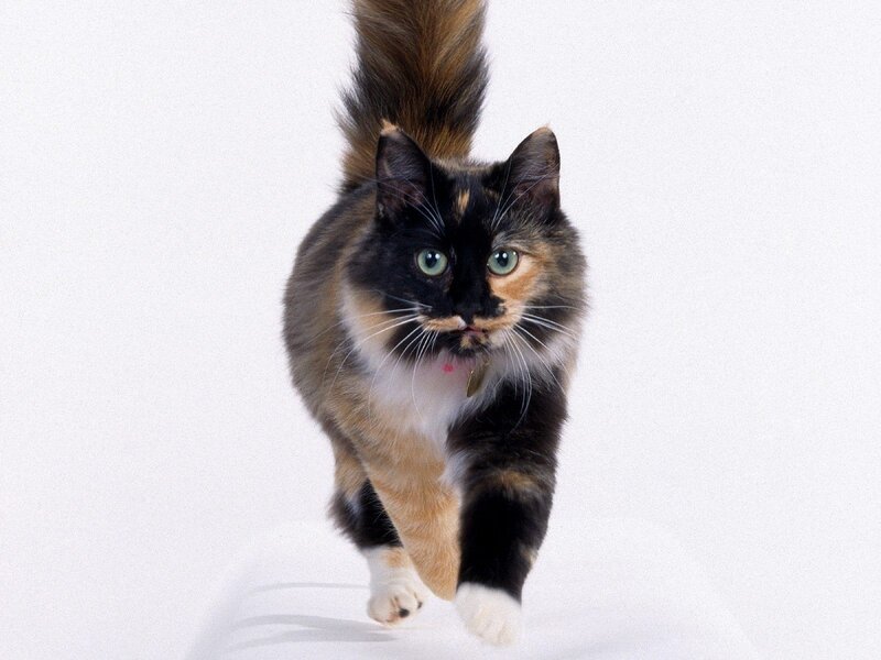 Calico Cat Walking — White, Neutral, Photograph, White Background