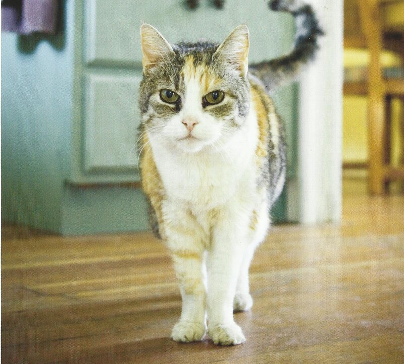 Calico Cat Walking — White, Neutral