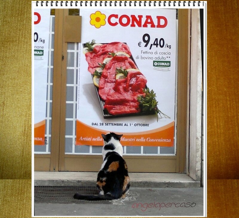 Calico Cat Watching Poster