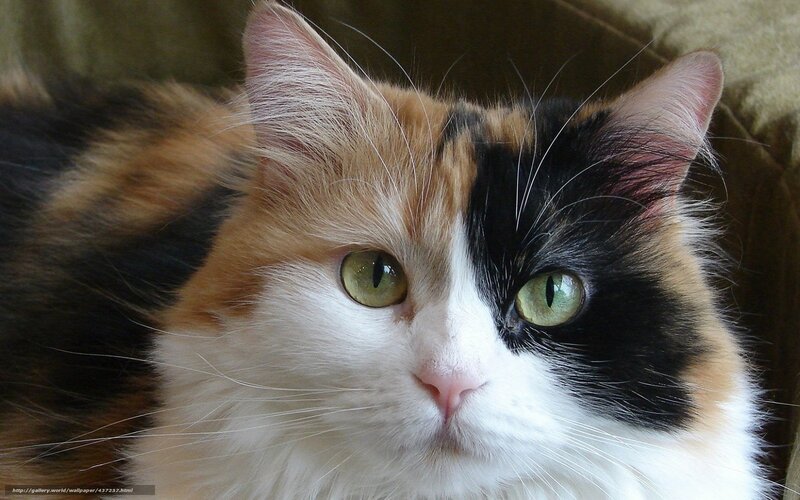 Calico Cat — White, Calm