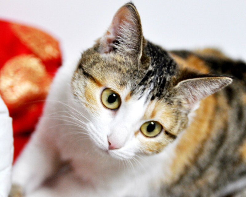 Calico Cat — White, Curious
