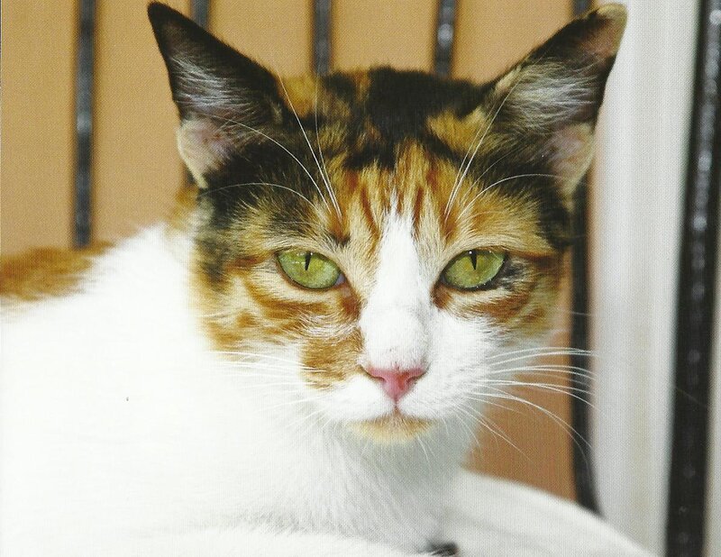 Calico Cat — White, Neutral, Photograph