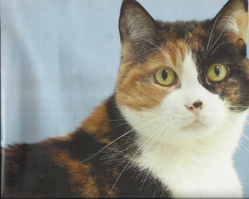 Calico Cat — White