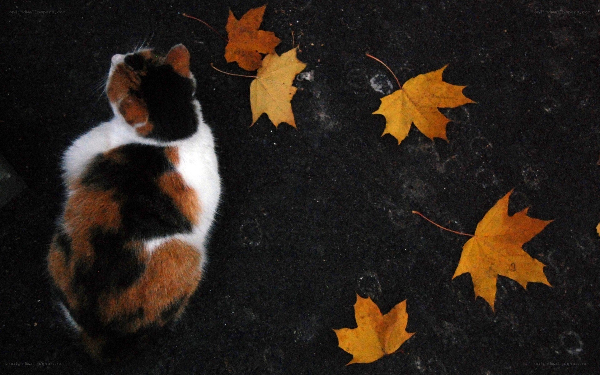 calico cat with autumn leaves