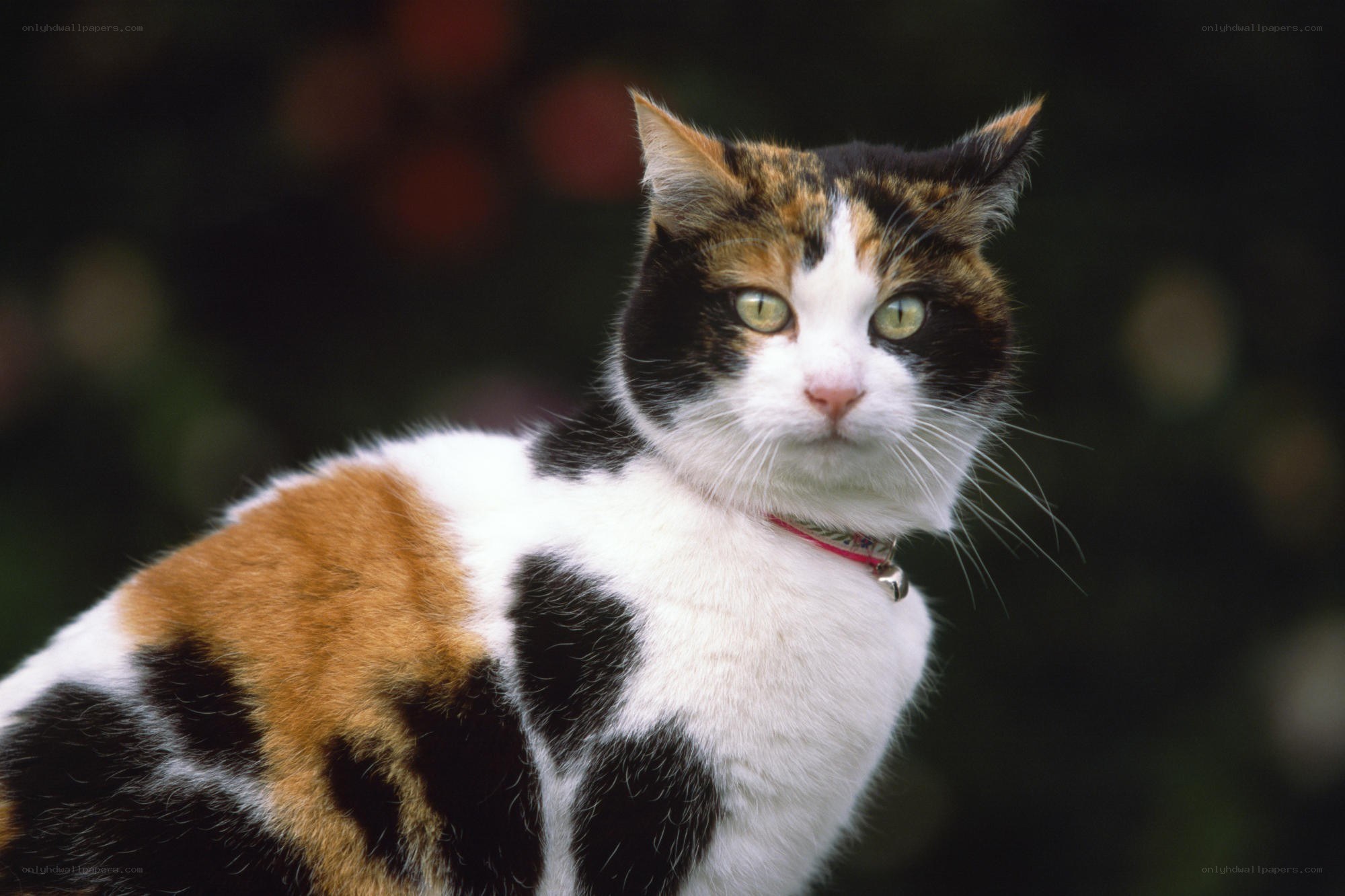 calico cat with bell collar