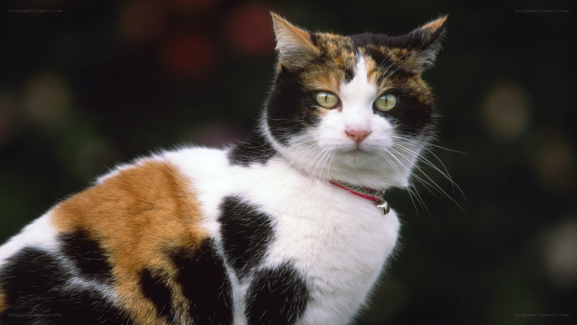 calico cat with bell collar