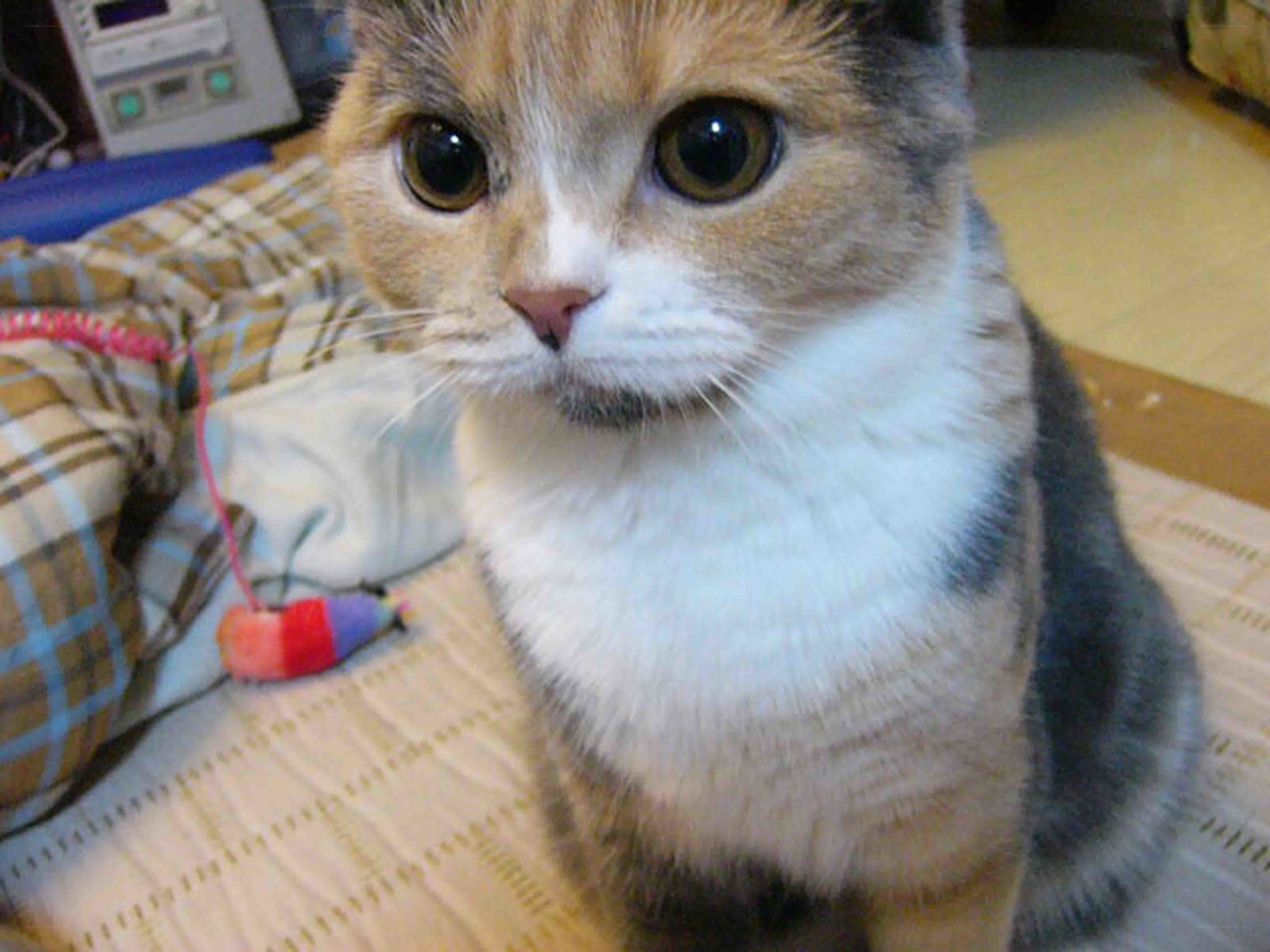 calico cat with big eyes