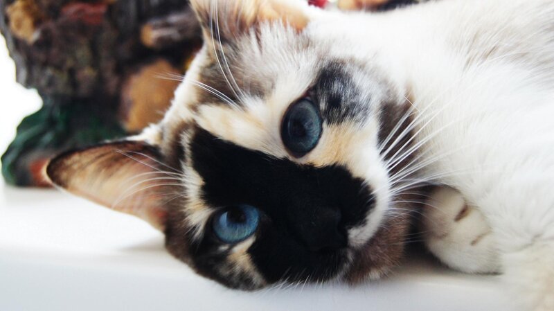Calico Cat with Blue Eyes — White, Calm