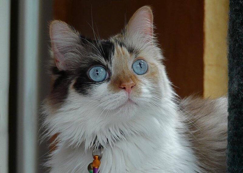 Calico Cat with Blue Eyes — White