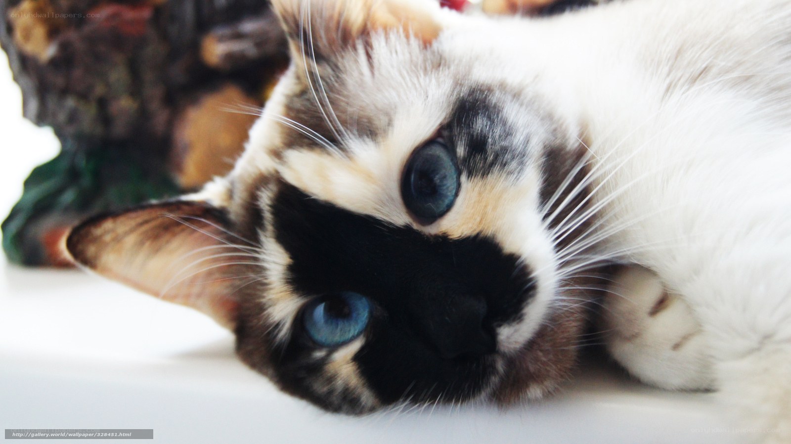 calico cat with blue eyes
