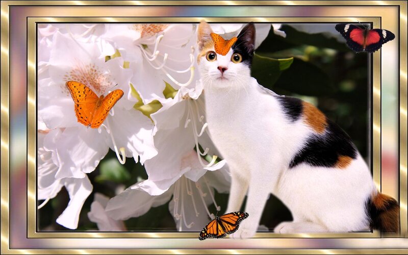 Calico Cat with Butterflies