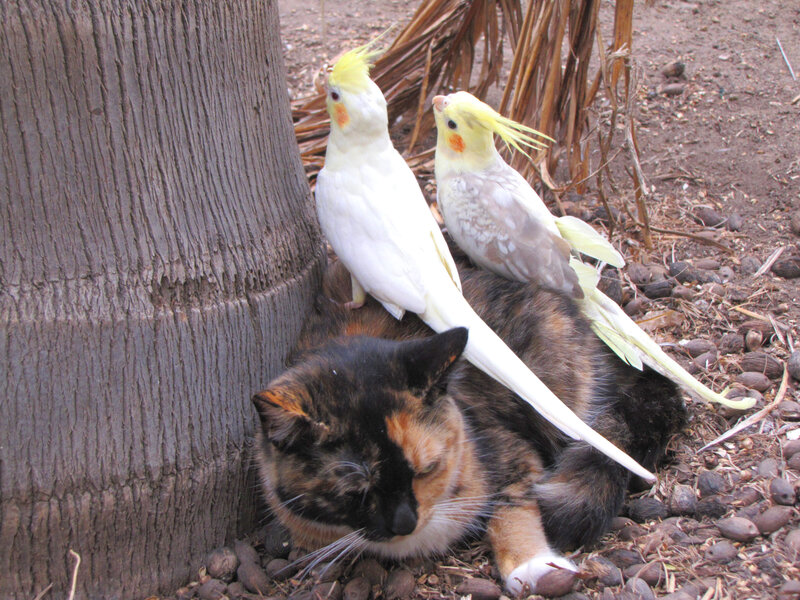 Calico Cat with Cockatiels