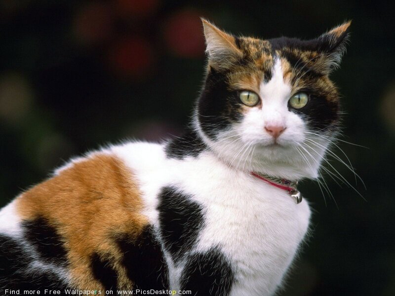 calico cat with collar