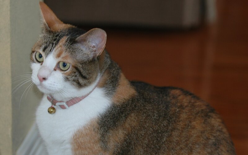 Calico Cat with Collar — Brown