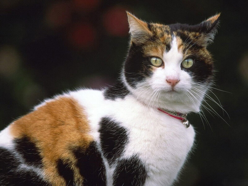 Calico Cat with Collar — White, Alert, Photograph, Bell