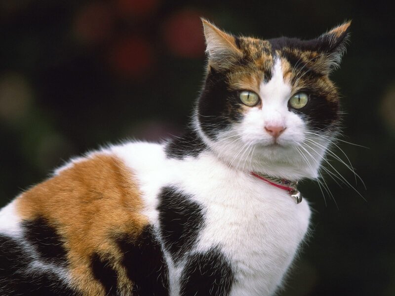 Calico Cat with Collar — White, Alert