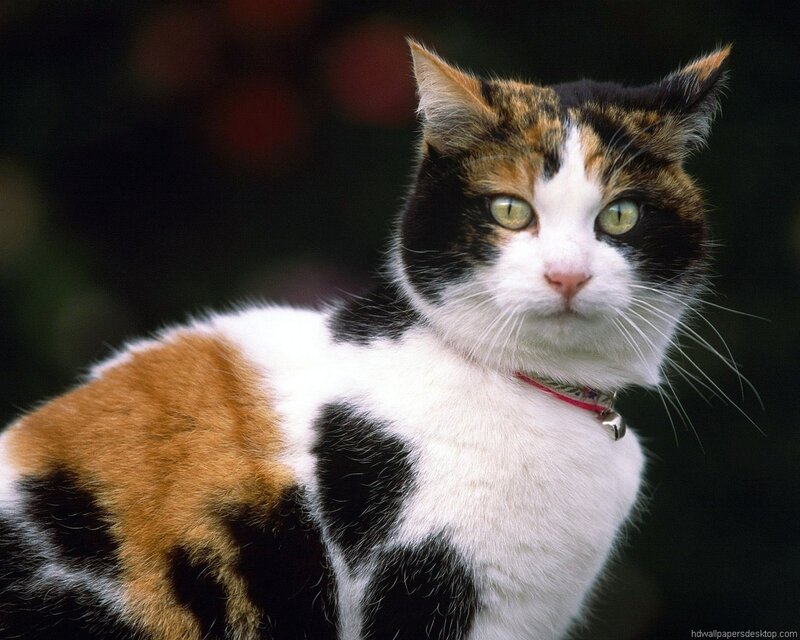 Calico Cat with Collar — White