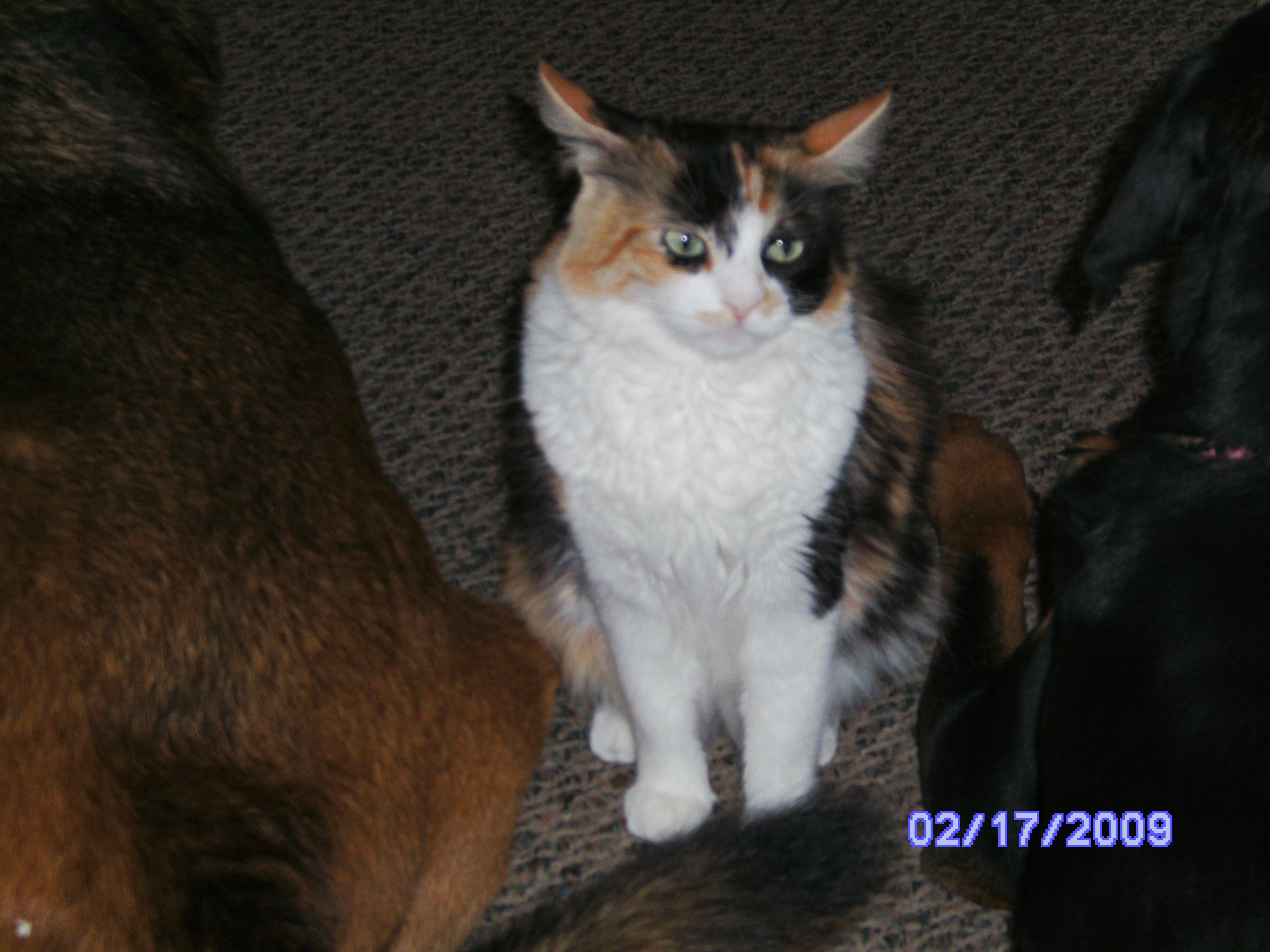 calico cat with dogs