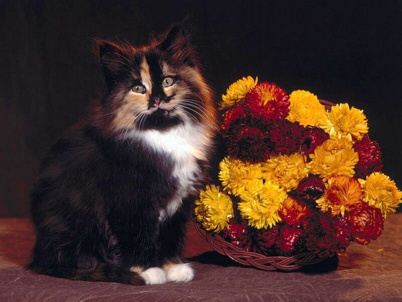 Calico Cat with Flowers — Black, Calm