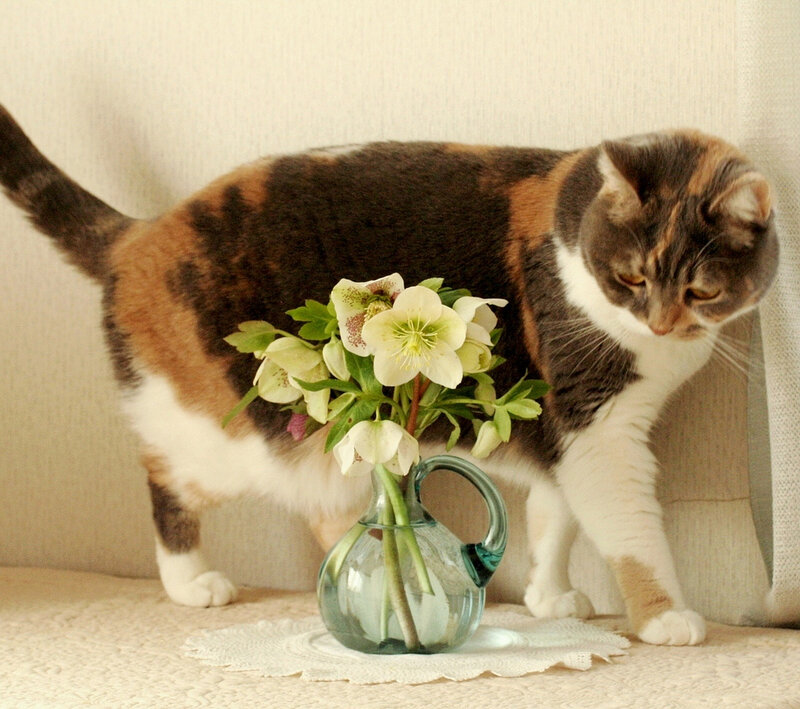 Calico Cat with Flowers — White