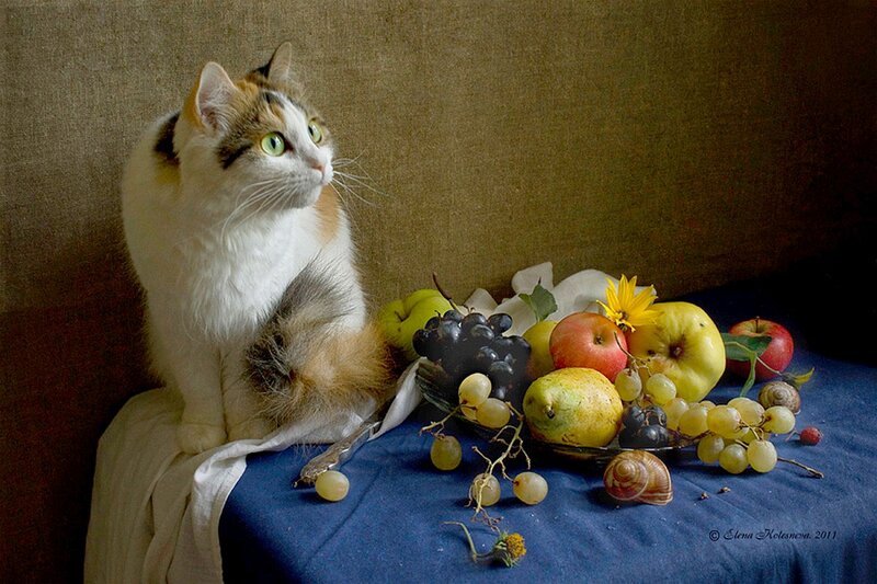 Calico Cat with Fruit