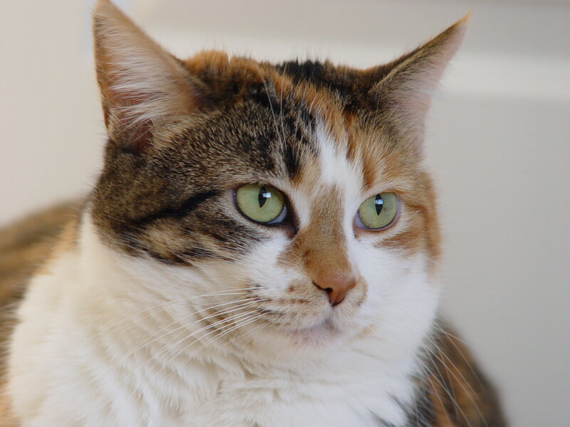 calico cat with green eyes