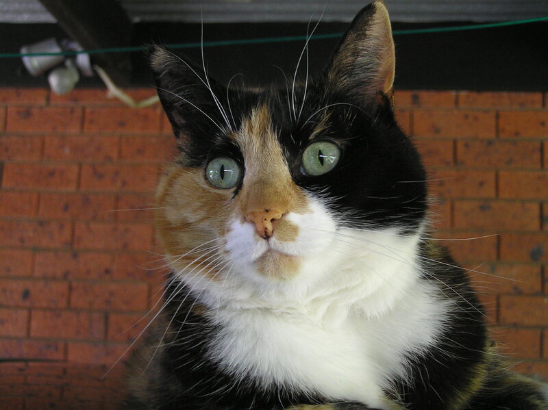 calico cat with green eyes