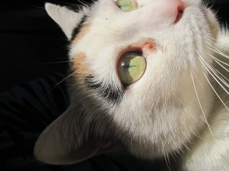 calico cat with green eyes