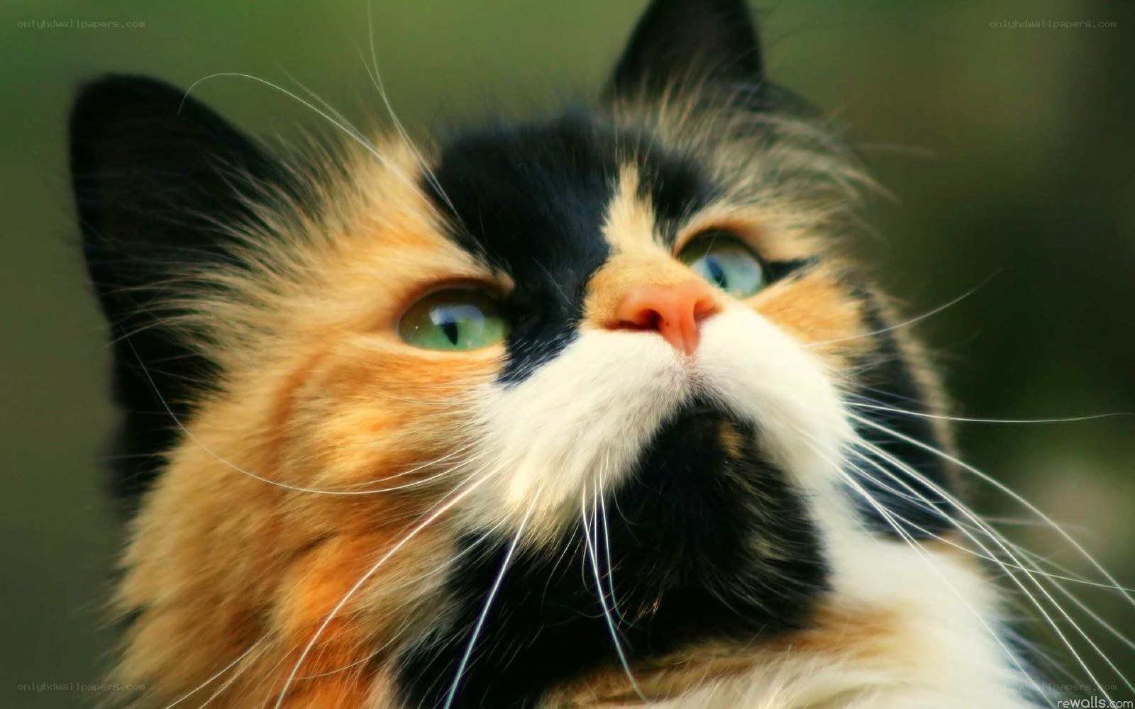 calico cat with green eyes