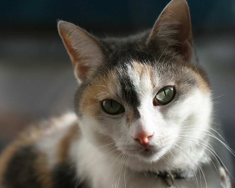 calico cat with green eyes