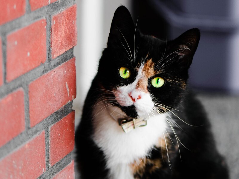 calico cat with green eyes