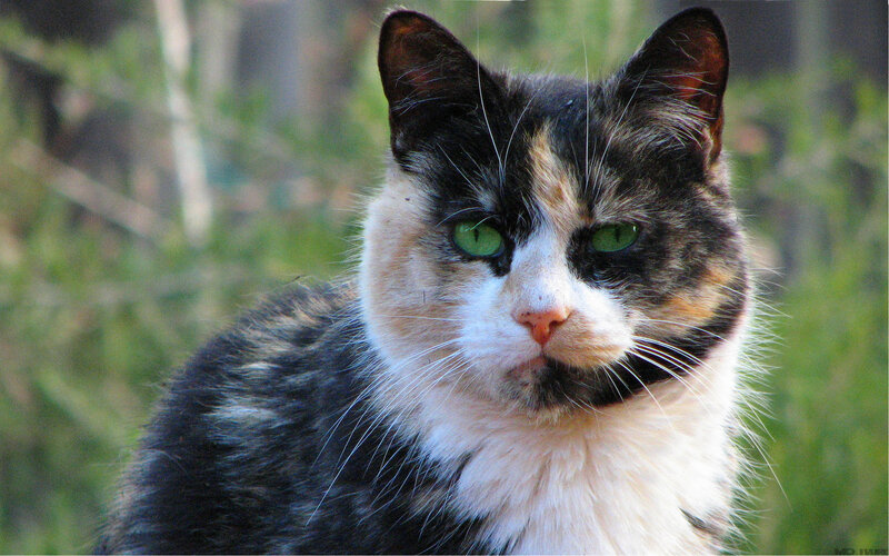 calico cat with green eyes