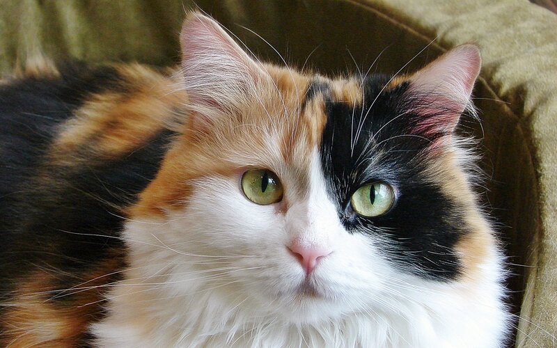 calico cat with green eyes