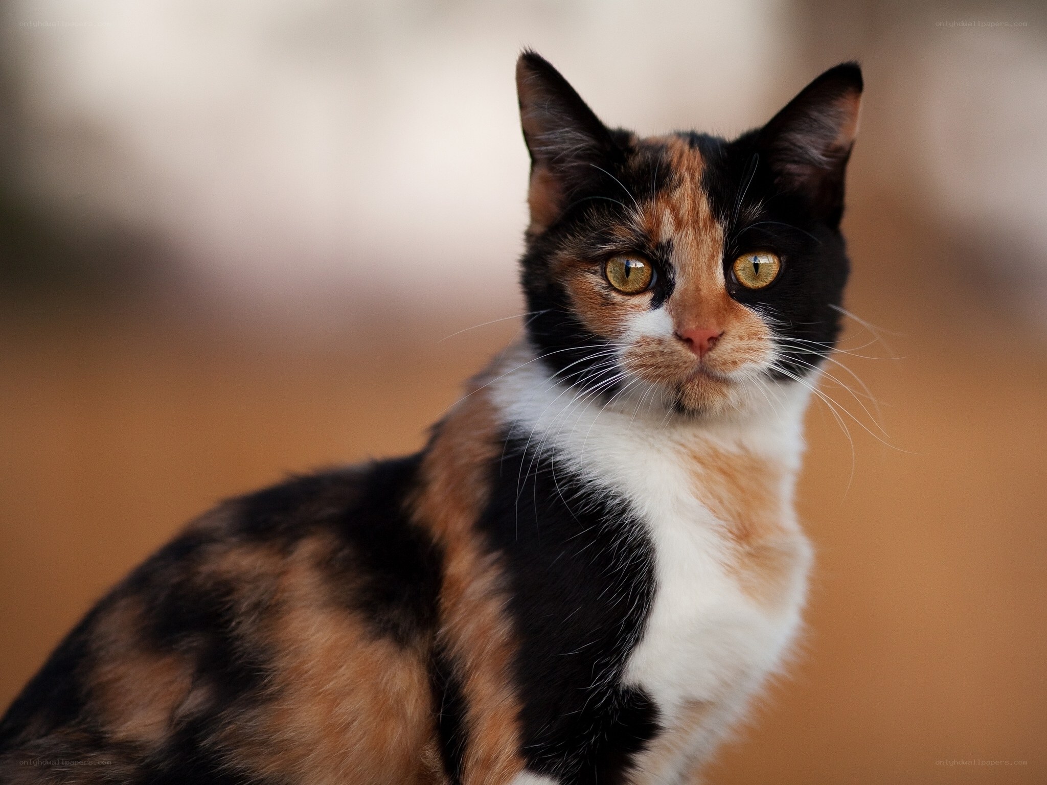 calico cat with green eyes