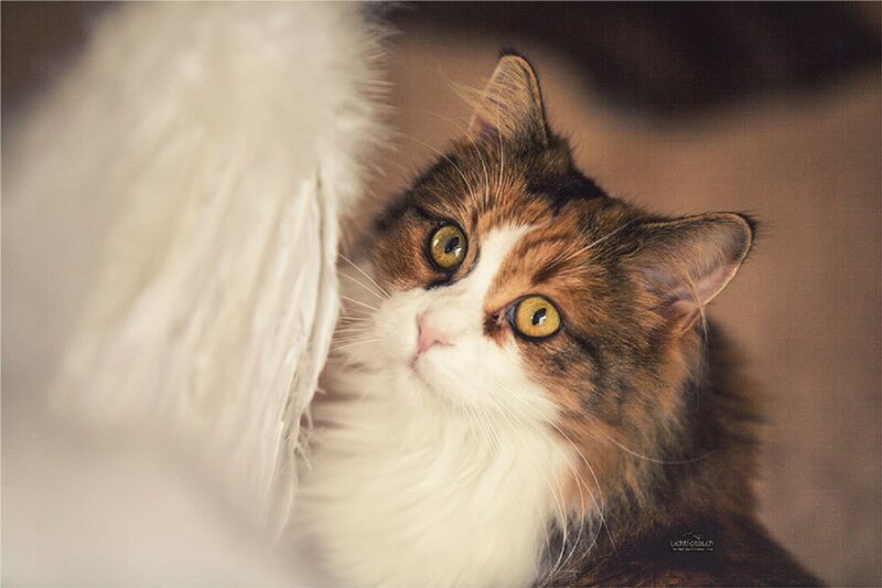 Calico Cat with Green Eyes — Brown
