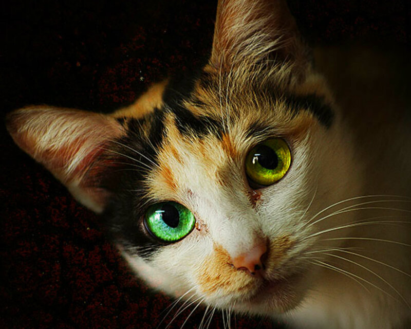 Calico Cat with Green Eyes — Dramatic