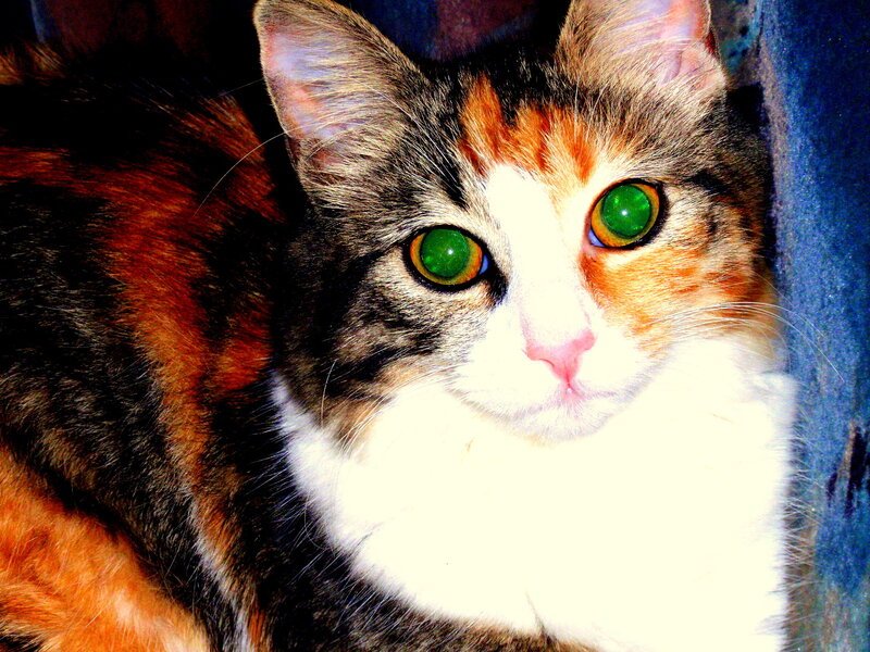 Calico Cat with Green Eyes — White, Alert