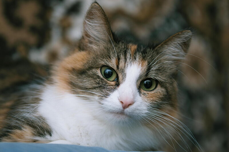 Calico Cat with Green Eyes — White, Calm