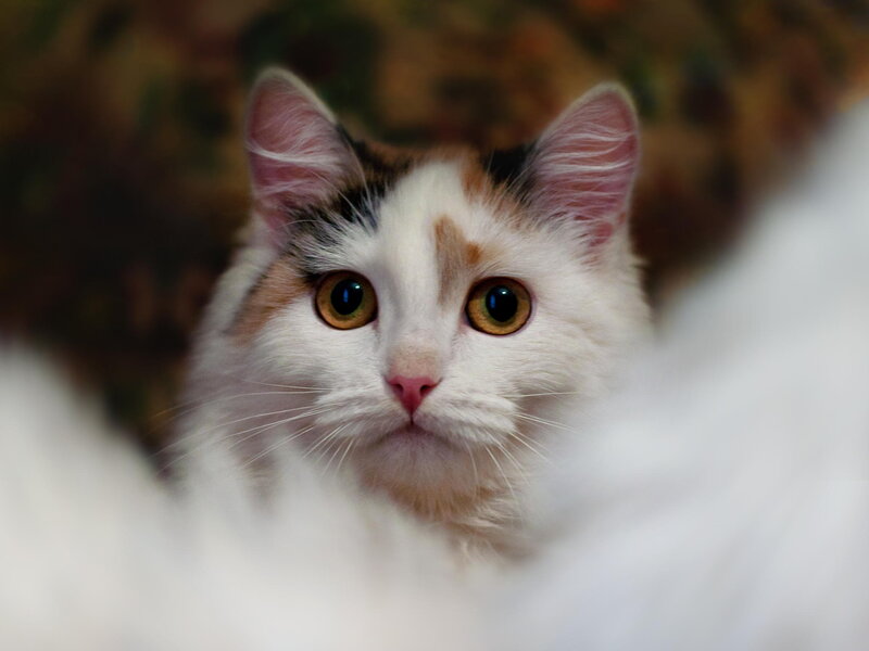 Calico Cat with Green Eyes — White, Curious