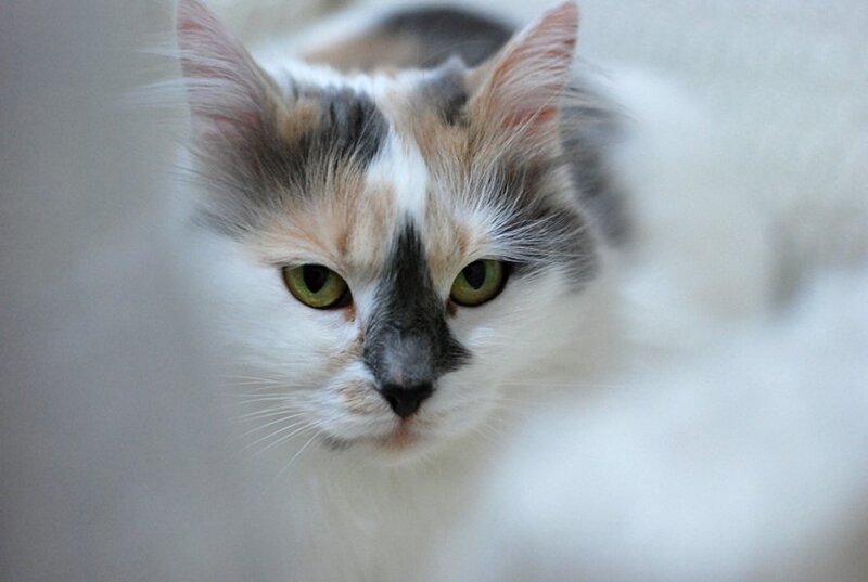 Calico Cat with Green Eyes — White, Neutral