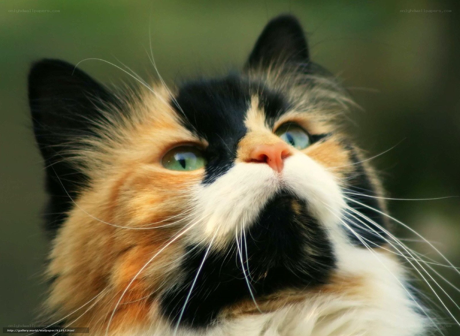 calico cat with green eyes